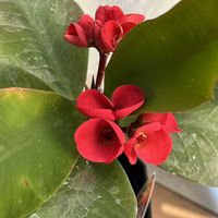 八福神,赤い花,鉢植え,ネコ好き,花のある暮らしの画像