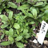 シレネ,玄関アプローチの画像