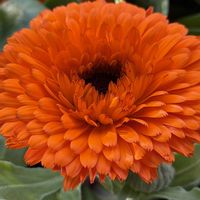 キンセンカ,リナリア,多年草,キク科,お散歩中の画像