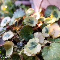 ユキノシタ七変化,鉢植え,山野草,꒰ღ˘◡˘ற꒱かわゅ~,花のある暮らしの画像