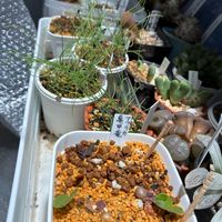 兜丸,アルブカ スピラリス フリズルシズル,アストロフィツム属 兜丸,アフリカ亀甲竜,フライレア 士童の画像