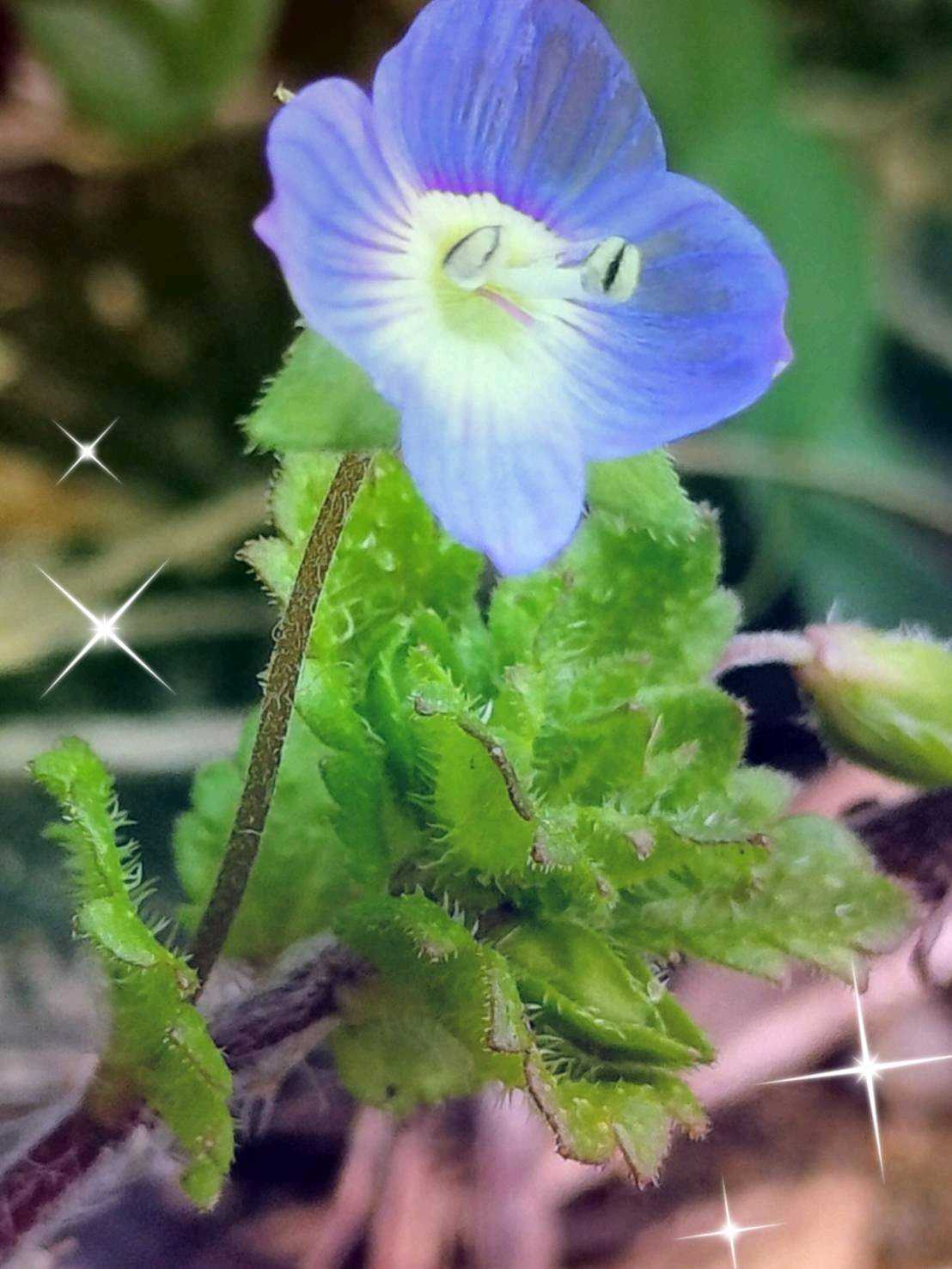 オオイヌノフグリの投稿画像 by ヒロンさん｜ジンチョウゲと黒法師と