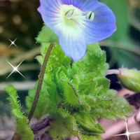 オオイヌノフグリ,ジンチョウゲ,黒法師,八千代（セダム属）,八千代の画像