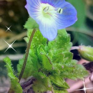 オオイヌノフグリ,ジンチョウゲ,黒法師,八千代（セダム属）,八千代の画像