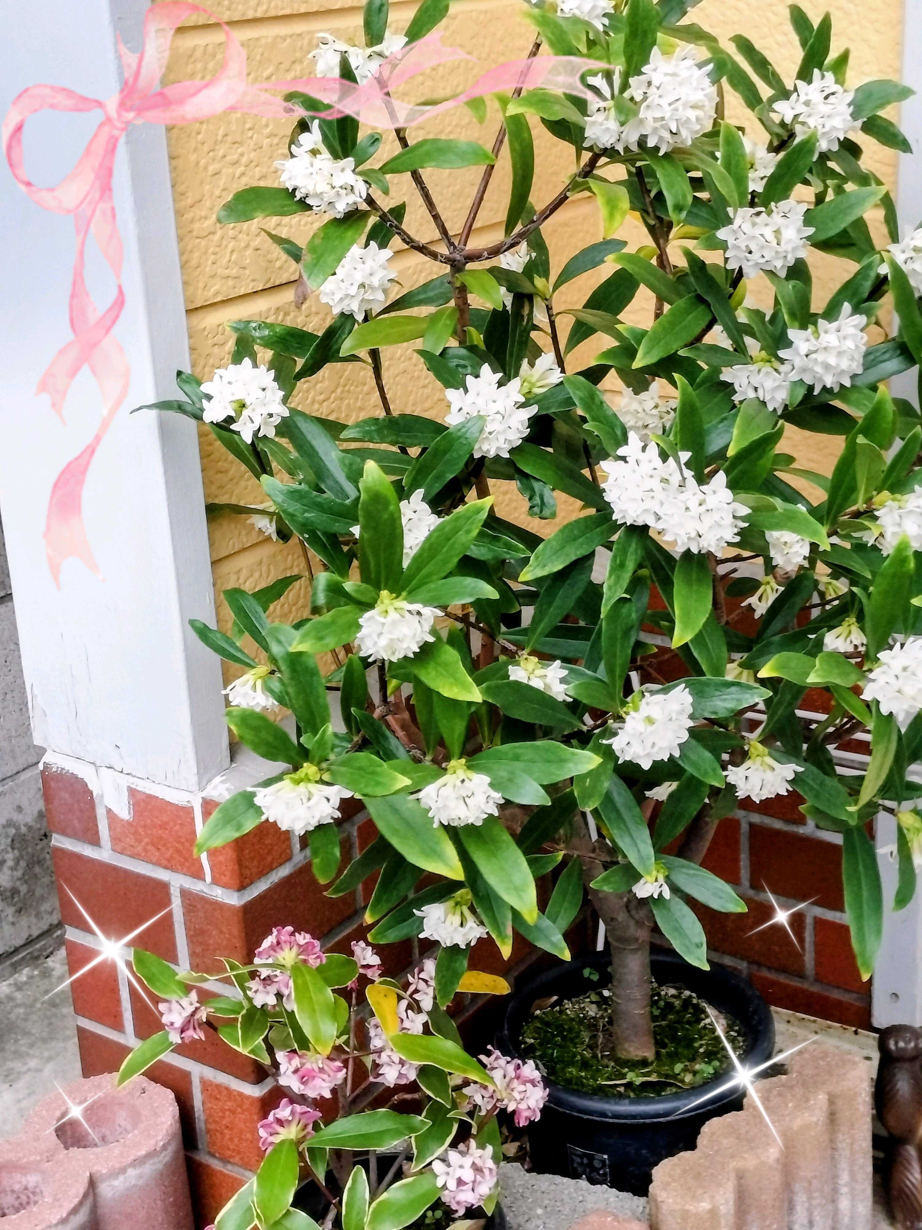 オオイヌノフグリの投稿画像 by ヒロンさん｜ジンチョウゲと黒法師と