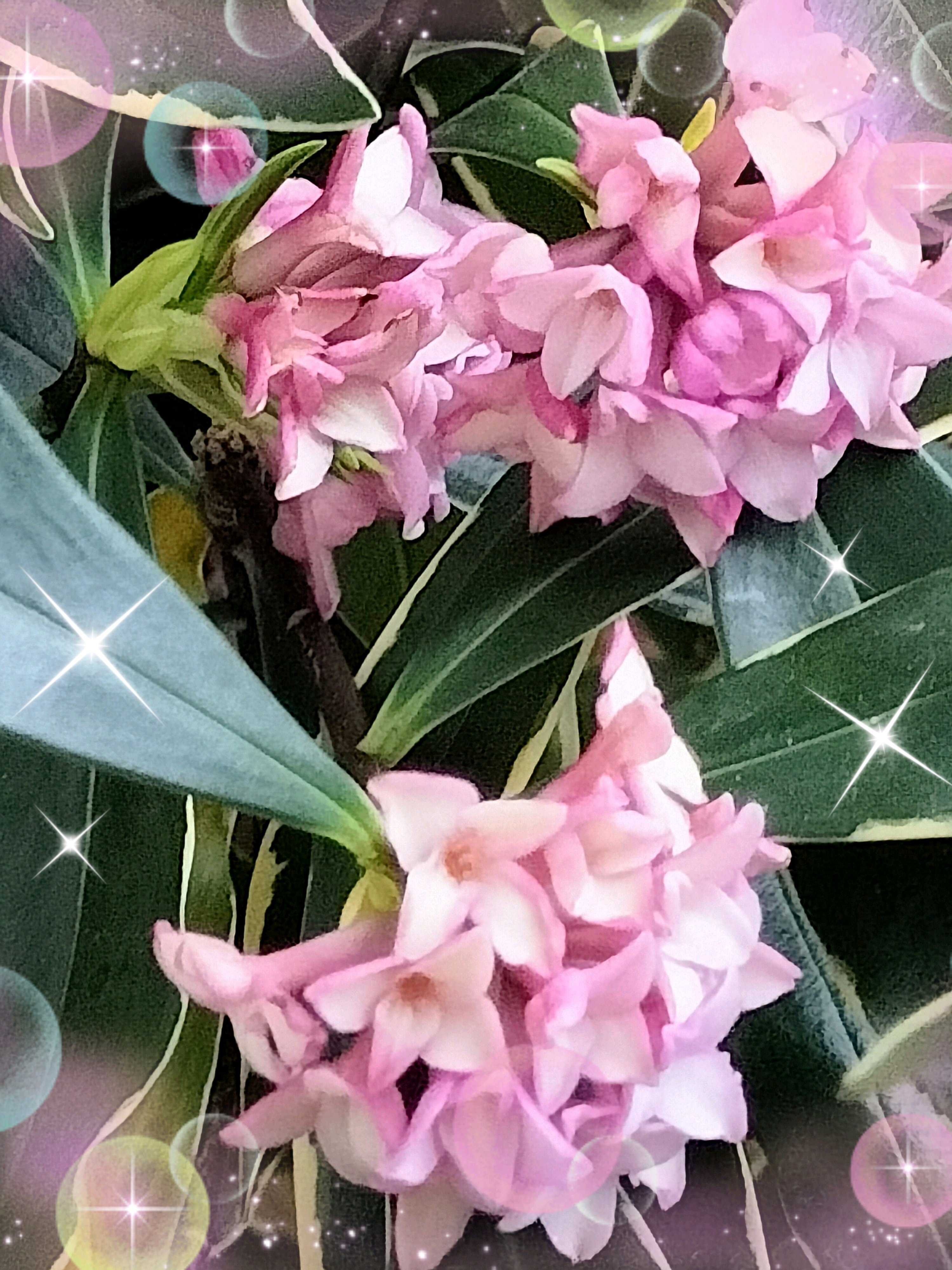 オオイヌノフグリの投稿画像 by ヒロンさん｜ジンチョウゲと黒法師と