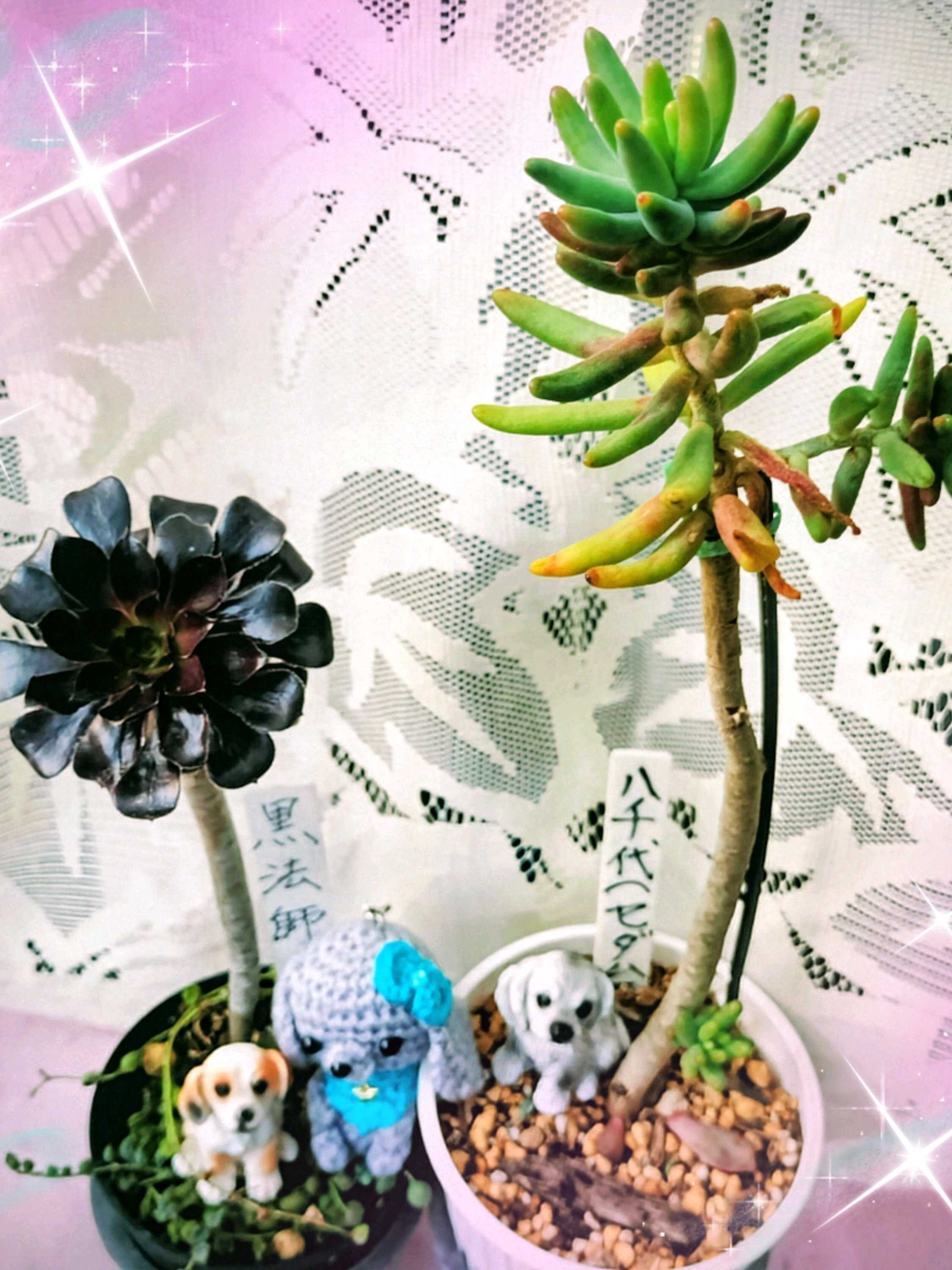 オオイヌノフグリの投稿画像 by ヒロンさん｜ジンチョウゲと黒法師と