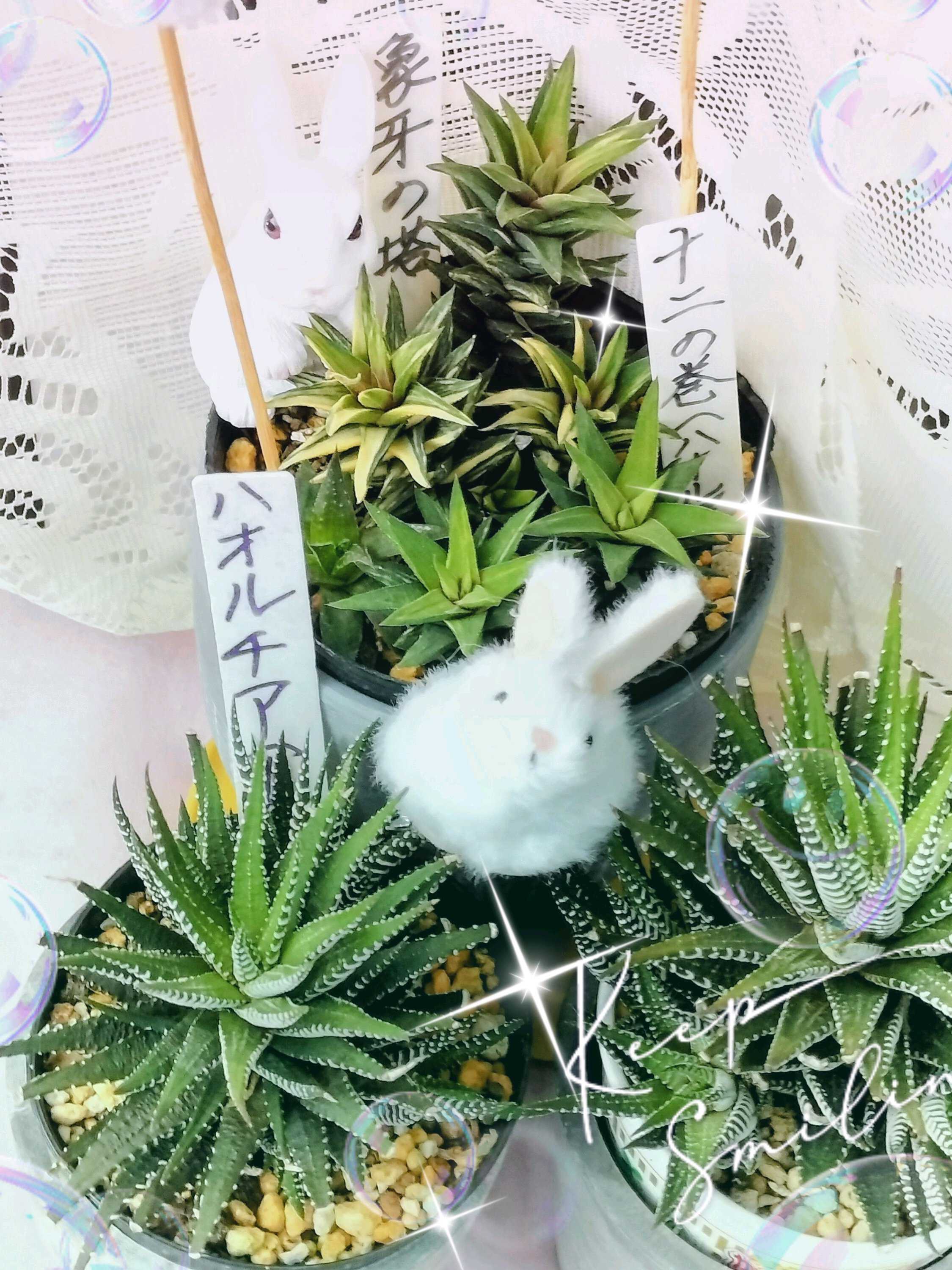 オオイヌノフグリの投稿画像 by ヒロンさん｜ジンチョウゲと黒法師と