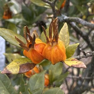 クチナシ,クチナシ,自然大好き,今日も笑顔で♡,大阪公立大学附属植物園の画像