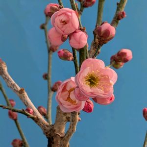花のある暮らし,今日のお花,花いろいろ,おうち園芸,棚の画像