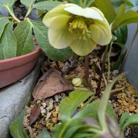 花のある暮らし,今日のお花,花いろいろ,おうち園芸,小さな庭の画像