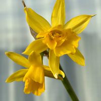 スイセン,花のある暮らし,ベランダの画像