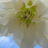 クリスマスローズ,かわいい,花のある暮らし,あおぞら,玄関アプローチの画像