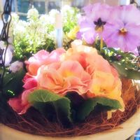 パンジー・ビオラ,プリムラ　ジュリアン,寄せ植え,寄植え,花のある暮らしの画像