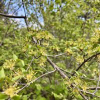 サンシュユ,山野草,赤い実,花のある暮らし,井の頭公園の画像