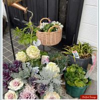 ハボタン,葉牡丹,スーパーアリッサム,スーパーアリッサム,イルミネーションの画像