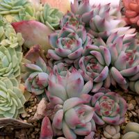 チワワエンシス,多肉植物,葉挿し,リメ缶,多肉寄せ植えの画像