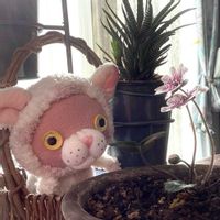 十二の巻,雪割草,GSミニモニ。,バラと夢CLUB,寝落ち倶楽部の画像