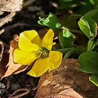 カタバミ,ムラサキカタバミ,Oxalis corniculata L.,Oxalis corymbosa DC.,多年草の画像