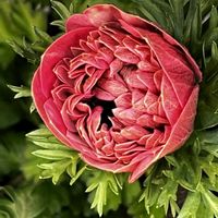 アイビーゼラニウム,アイビーゼラニウム,デージー,デージー,アネモネ・ポルトの画像