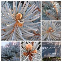 イチイ,ゴモジュ,ピセア プンゲンス,コロラドトウヒ（プンゲンストウヒ）,サンゴミズキ　ウインタービューティーの画像