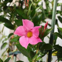 マンデビラ,花のある暮らし,沖縄,おうち園芸,ピンクワールドへ ようこその画像