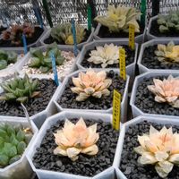 ハオルチア属,多肉ちゃん,ボタニカルライフ,新芽,ベランダーの画像