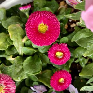 寄せ植え,成長記録,ベランダの画像