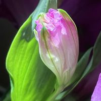 アルストロメリア,アルストロメリア,癒し,金曜日の蕾たち,窓辺の画像