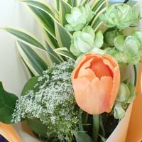 チューリップ,ドラセナ,レースフラワー,ノーブルリリー,花束、の画像