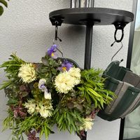 ダイアンサス,リシマキア,葉牡丹,ビオラ,リシマキア オーレアの画像