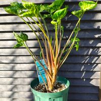 シンゴニウム,シンゴニウム,観葉植物,ガーデニング,ボタニカルライフの画像