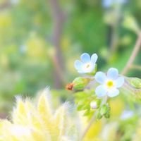 キュウリグサ,ロータス ブリムストーン,キュウリグサ（胡瓜草）,お花,青い花の画像