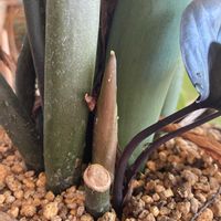 フィカス ベンガレンシス,フィカス ベンガレンシス,ザミオクルカス  レイヴン,ザミオクルカス  レイヴン,観葉植物の画像