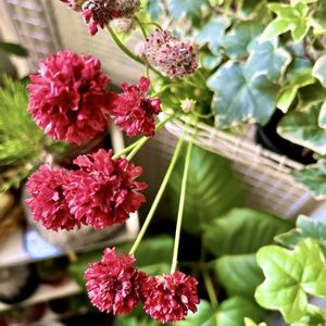 アルメリア バレリーナ,花言葉と誕生花,ほしつながり,しゃまのべらんだ♪,たいせつななかま♡の画像