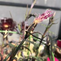 ナデシコ,伊勢なでしこ,観葉植物,伝統園芸,古典園芸植物の画像