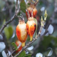 クチナシの画像