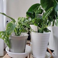 マドカズラ,育成ライト,観葉植物,初心者,自然光の画像