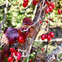 サンシュユ,サンシュユ,盆栽,赤い実,꒰ღ˘◡˘ற꒱かわゅ~の画像