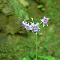 イワタバコ,山野草,高尾山で出会えた花の画像