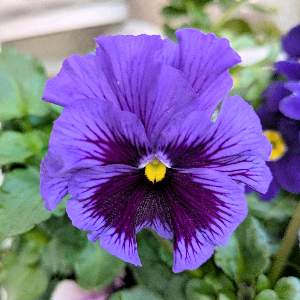 ✯*･☪:.` あたまこな .·˖*✩⡱