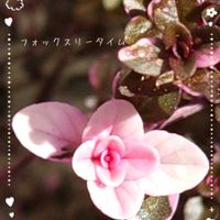 フォックスリータイム,カラーリーフ,プランター植え,ガーデニング初心者,おうち園芸の画像