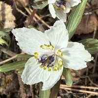 セツブンソウ,ニシキギ,フクジュソウ,フヨウ,福寿草の画像