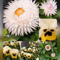 ムギワラギク,ラナンキュラス,ラナンキュラス,ビオラ,ビオラの画像