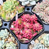 オーロラ,多肉植物,セダム属,ガーデニングの画像