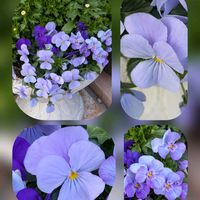 ツバキ,ラナンキュラス,ビオラ,ビオラ,ビオラの画像