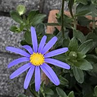 ブルーデイジー,ブルーデイジー,ご近所,早朝,散歩での画像