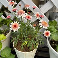 マーガレット,ローダンセマム,マーガレット アンジェリック,マーガレット レディフレア,花好きさんと繋がりたいの画像