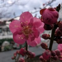 ウメ,紅千鳥,梅(うめ),畑の画像