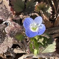 キッチン,家庭菜園,庭,リビング・ダイニングの画像